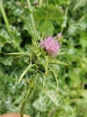 milk thistle flower
