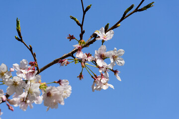 東京都内の満開の桜のクローズアップ