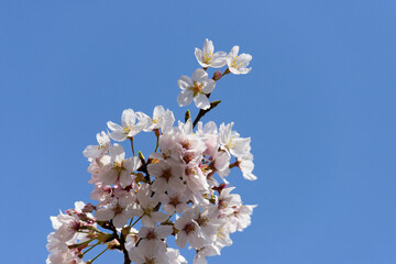 東京都内の満開の桜のクローズアップ