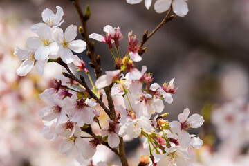東京都内の満開の桜のクローズアップ