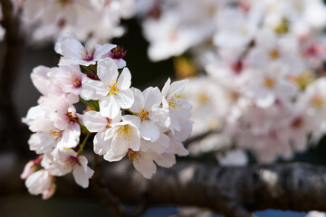 Fototapeta premium 東京都内の満開の桜のクローズアップ