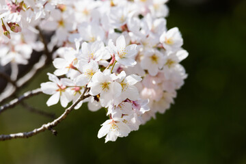 東京都内の満開の桜のクローズアップ