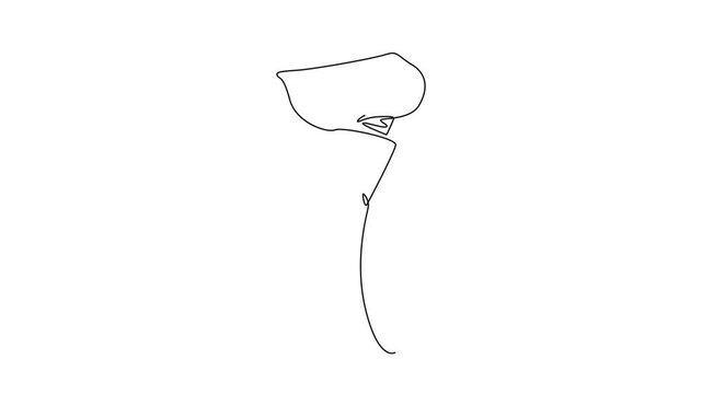 Animated self drawing of continuous line draw of beauty fresh zantedeschia for garden logo. Printable decorative arum lily flower for home decoration wall art print. Full length single line animation