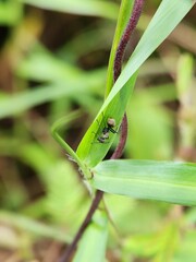 Formicine ant Polyrhachis on a leaf