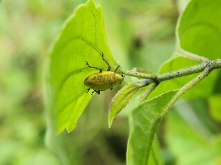 Gold-dust Beetle (Gold-dust Weevil) Hypomeces squamosus