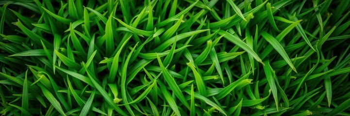 Fototapeta premium Close-up shot of lush green grass textured pattern, background