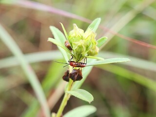 Red Cotton Stainer bug (Dysdercus cingulatus) upside down