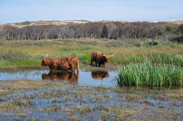 Highland cattle at a small lake in a dune landscape