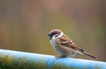 A close-up of a Eurasian tree sparrow (Passer montanus) perched on a metal pipe, showcasing its distinctive markings and adaptability to urban environments