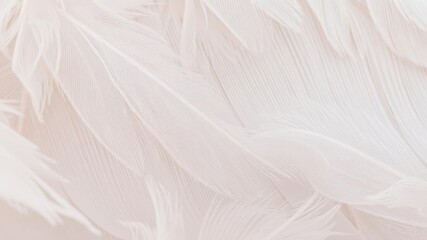 Obraz premium Soft and delicate feather textured background, perfect for adding a touch of elegance to any design, feathers