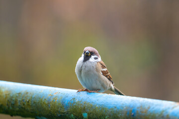 A close-up of a Eurasian tree sparrow (Passer montanus) perched on a metal pipe, showcasing its distinctive markings and adaptability to urban environments