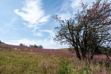 Pink flowers on a green meadow with a tree