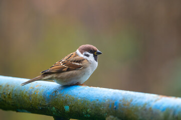A close-up of a Eurasian tree sparrow (Passer montanus) perched on a metal pipe, showcasing its distinctive markings and adaptability to urban environments