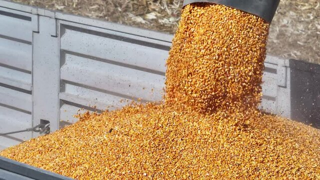 corn seed farming machinery combine harvesting with machines