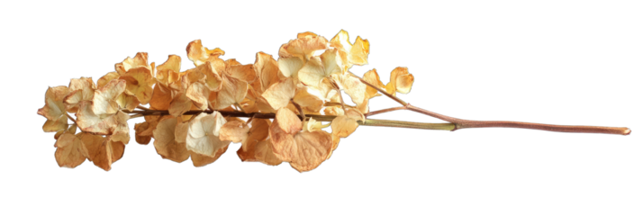 Dried Hydrangea Flower. Pressed for Scrapbooking and Floristry With Sweet Smell. Isolated on a Transparent Background. Cutout PNG.