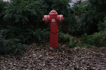 A red fire hydrant standing amidst green shrubs and mulch