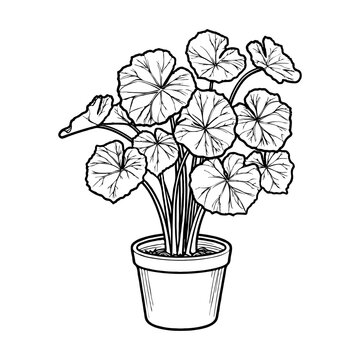 recommend clip art: A potted Begonia plant with leaves, showcasing a line art style on a plain background, concept of nature