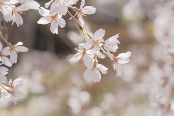 桜