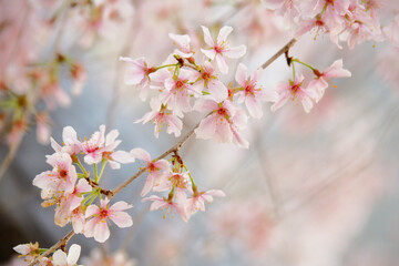 Fototapeta premium 桜