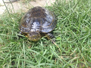 turtle on the ground