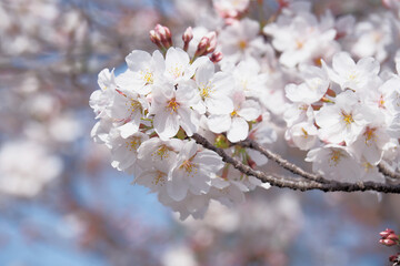 桜