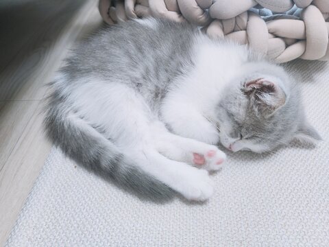 a sleping cat