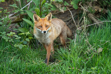 Fox looking forward in the uk, close up