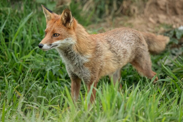 Fox on grass, close up