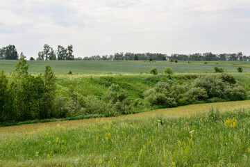 a valley with green hills and fields with green trees copy space 