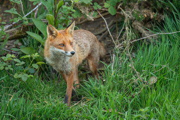 Fox looking forward in the uk, close up
