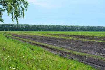 Obraz premium a muddy field with green grass and a line of the forest copy space