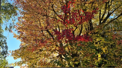 Fototapeta premium Ambiance automnale : feuilles de liquidambar irradiées de soleil