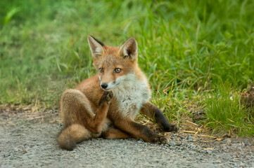 wild red fox cub scratching