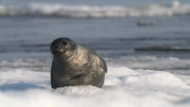 Alone seal looking around on shimmering floating ice block on Baikal lake in Siberia
