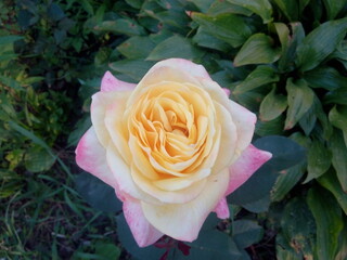 pink rose in garden
