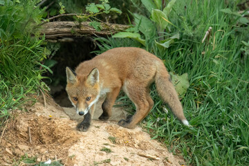 wild red fox cub exploring near its den