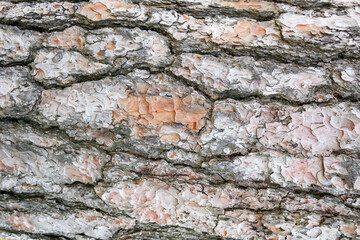 Pine tree trunk natural texture background