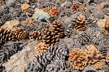 Dry brown pine cones texture background
