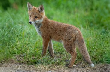 wild red fox cub close up