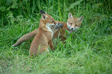 wild red fox cubs playing and fighting