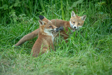 wild red fox cubs playing and fighting