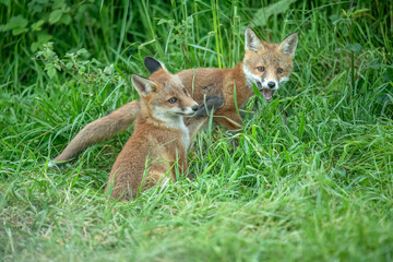 wild red fox cubs playing and fighting