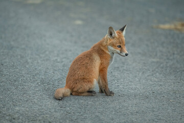 wild red fox cub sitting, close up