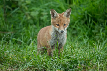 wild red fox cub, close up