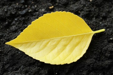 A vibrant yellow leaf is captured in detail against a background of rich, dark soil, symbolizing change, renewal, and the beauty of autumn in a minimalist style.