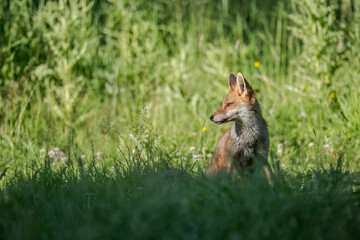 wild red fox sitting on the grass