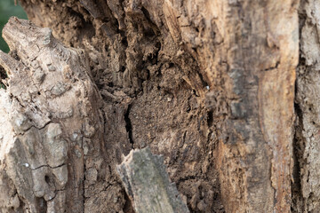 A dry, rotting tree trunk