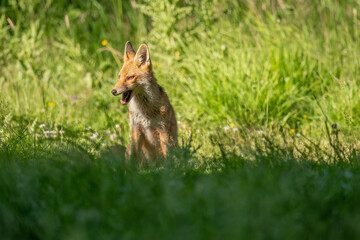 wild red fox sitting on the grass