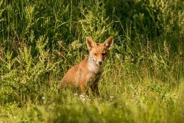Red fox sitting in the grass close up