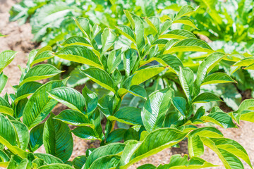 明るい日差しを浴びる緑の葉